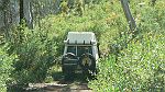 04-Harpo crawls through the Shady Creek shrubery